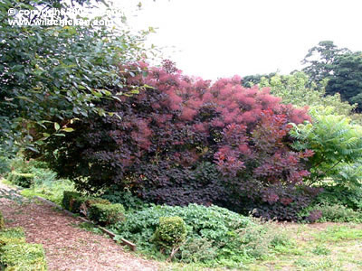 Cotinus coggygria 'Royal Purple'