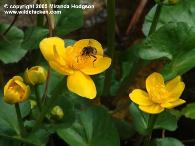 Caltha palustris - close-up