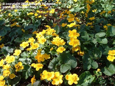 Caltha palustris