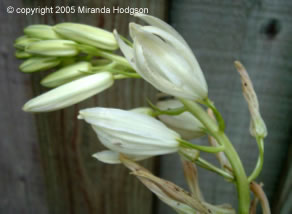 Camassia leichtlinii