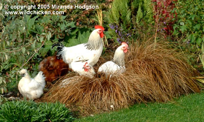 Carex buchananii - with chickens