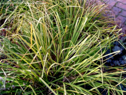 Carex elata Aurea