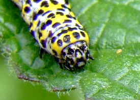 Verbascum caterpillar face