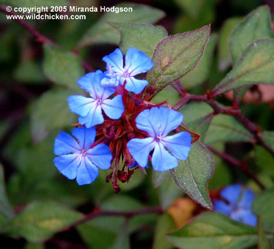 Ceratostigma_willmottanum