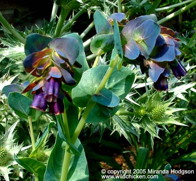 Cerinthe major purpurascens