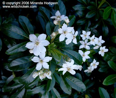 Choisya ternata - close up