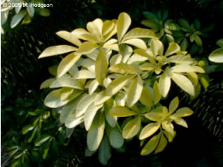 Choisya ternata Sundance - close-up