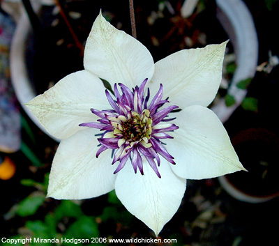 Clematis florida var. sieboldiana