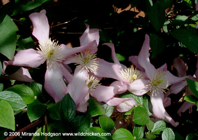 Clematis 'Warwickshire Rose'