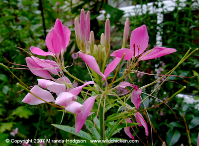 Cleome hassleriana 'Colour Fountain Mixed' flower