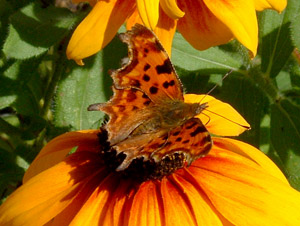 Comma butterfly on a rudbeckia flower