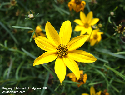 Coreopsis verticillata