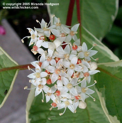 cornus alba elegantissima flower