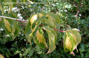 Cornus kousa Gold Star - foliage