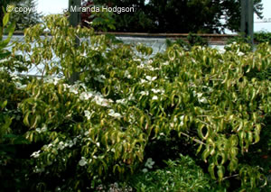 Cornus kousa Gold Star