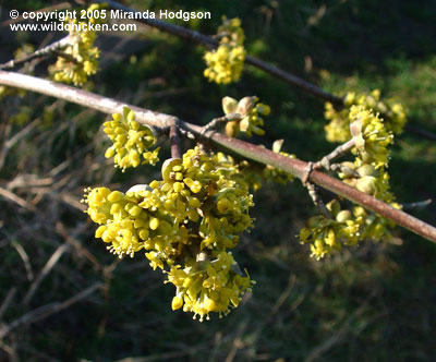 propagating cornus mas