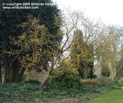 cornus mas propagation