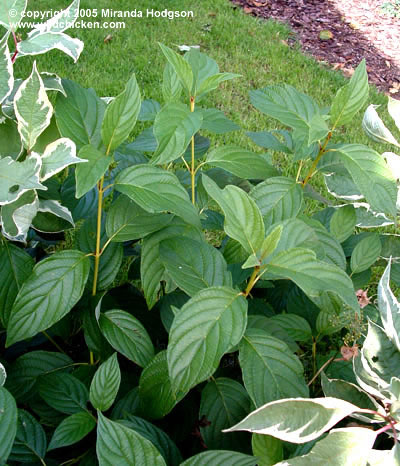 Cornus stolonifera Flaviramea