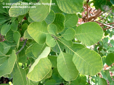 Cotinus coggygria 'Golden Spirit' leaf