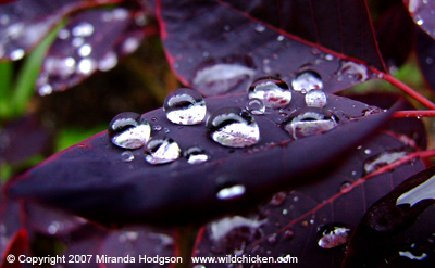 Water drops on Cotinus leaf