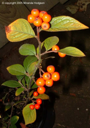 Cotoneaster x suecicus Coral Beauty