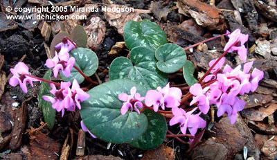 Cyclamen coum