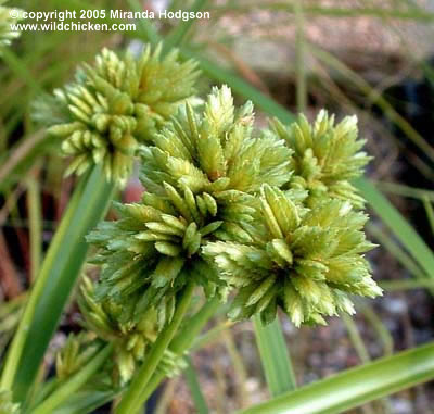 Cyperus 'Chira'