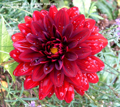 Dahlia 'Arabian Night'