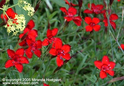 Dianthus deltoides 'Flashing Light'