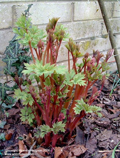 New growth on Dicentra spectabilis