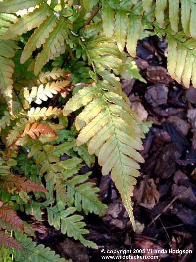 Dryopteris erythrosora close up