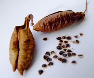 Eccremocarpus scaber seeds and pods