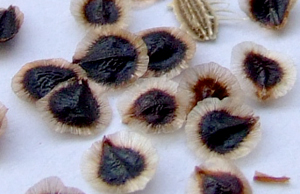 Eccremocarpus scaber seeds