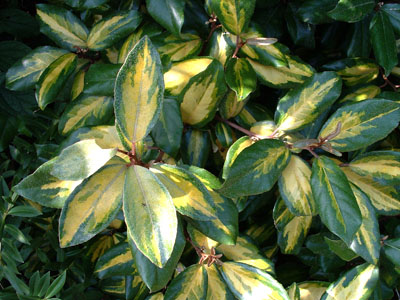 Elaeagnus ebbingei Limelight - foliage