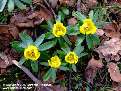 Eranthis hyemalis