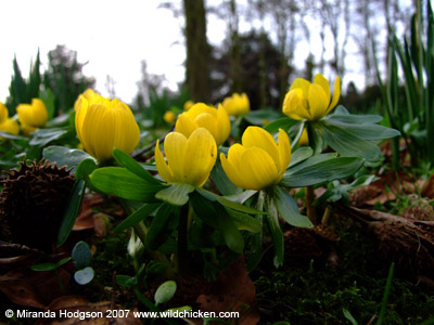 Eranthis hyemalis