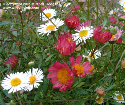 Erigeron karvinskianus - close-up