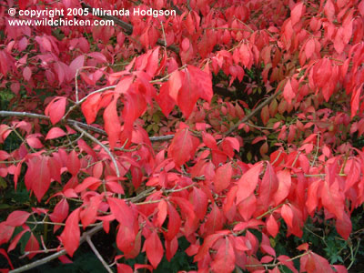 Euonymus alatus - foliage