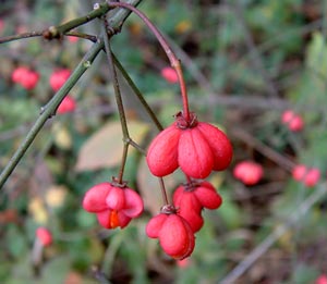 Euonymus europaeus berries