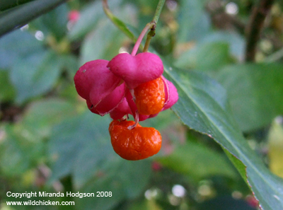Euonymus europaeus berry close-up