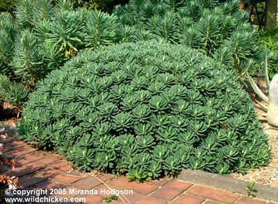 Euphorbia characias Portuguese Velvet' habit