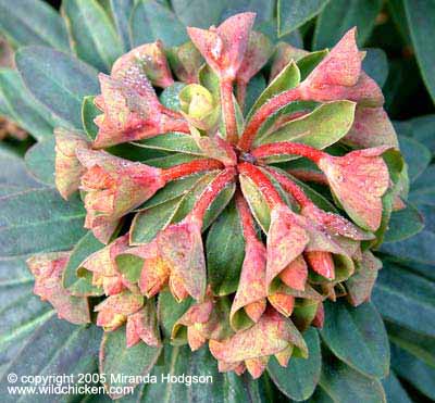 Euphorbia Redwing Charam winter buds