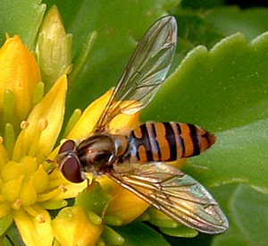 Female hoverfly