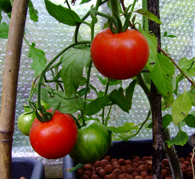 Tigerella tomatoes ripening