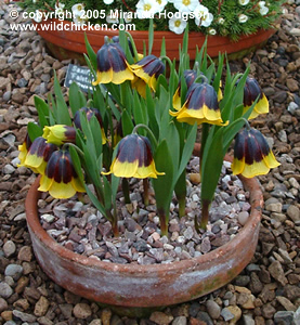 Fritillaria michailovskyi