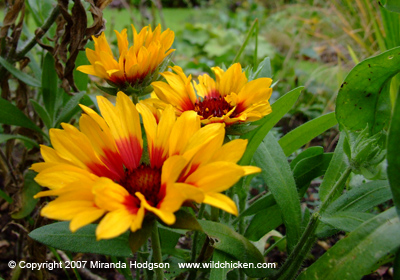 Gaillardia x grandiflora 'Goblin'