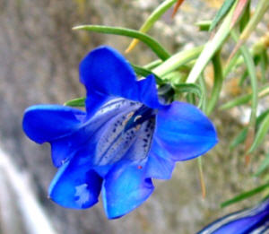 gentian blue silk - flower
