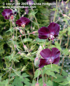 Geranium phaeum