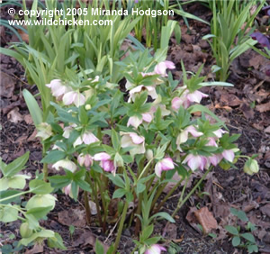 Helleborus x hybridus