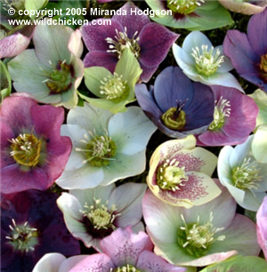 Helleborus x hybridus - flowers
